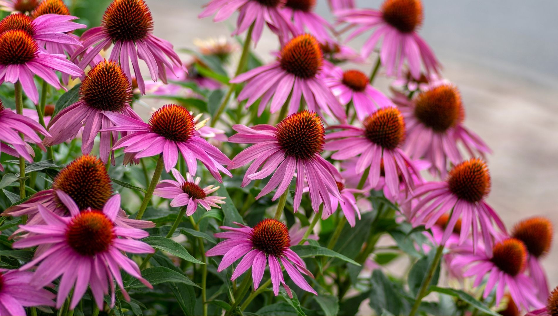 Эхинацея пурпурная(высушенные цветы) 30 г